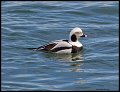 _4SB7198 long-tailed duck